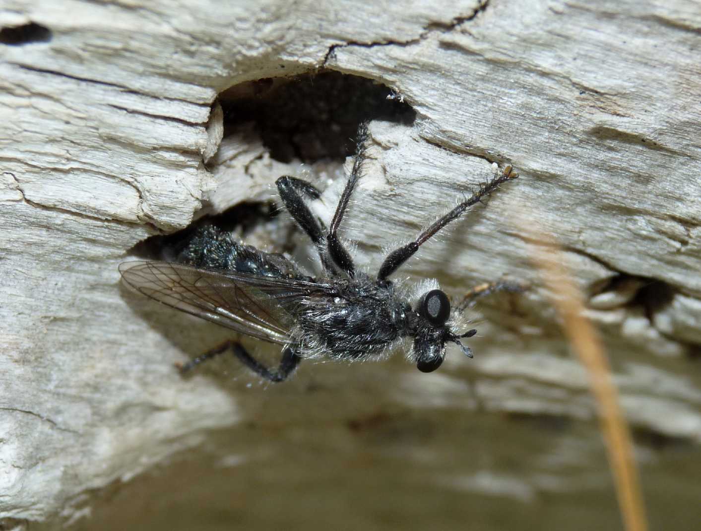 Asilidae da determinare (Laphria sp?)